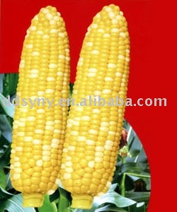 Colorful hybrid corn seed