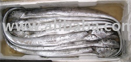 Ribbon Fish
