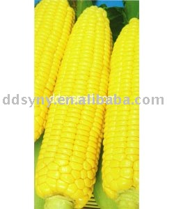 middle early  mature  hybrid s corn seed