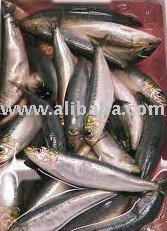 SARDINE