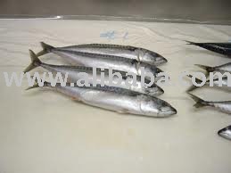 frozen whole mackerel