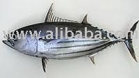 Skip Jack Tuna