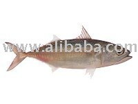 jack mackerel