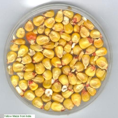 Yellow Maize