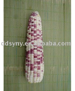 flower glutinous hybrid corn seed