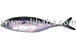Frozen Horse Mackerel Whole Round