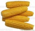  Feed  Corn From Vietnam