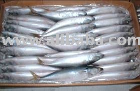  frozen  indian  mackerel 