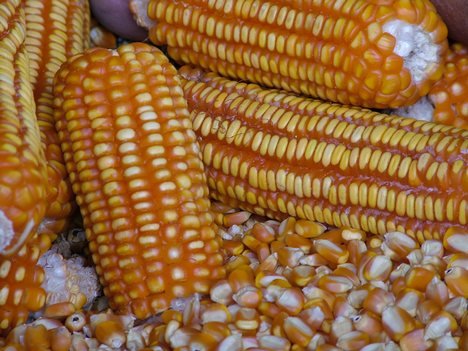 Yellow Maize for feed
