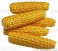 Selling Feed Corn Cheap Price