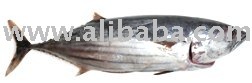  skipjack   frozen 