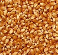  Yellow   Corn  For Feeding