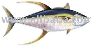 Yellowfin Tuna fish
