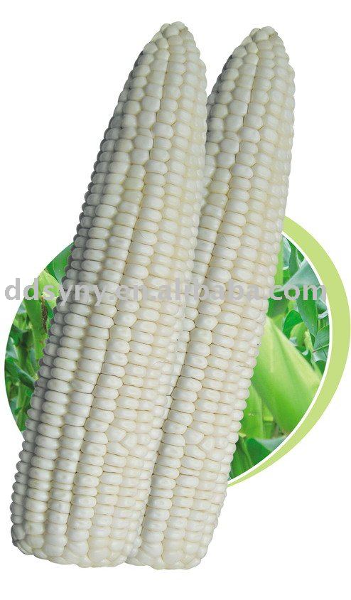 late mature corn seed ,early hybrids corn seed,early hybrids corn seed