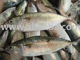Frozen Indian Mackerel Fish