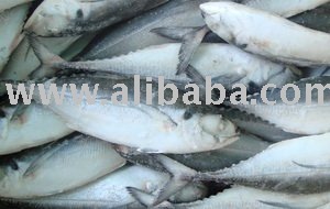 frozen fish horse mackerel