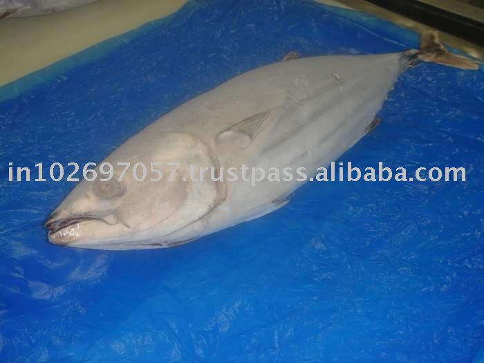  FROZEN   SKIP   JACK   TUNA 