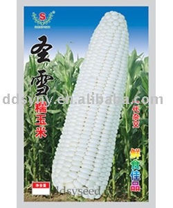 glutinous corn seed