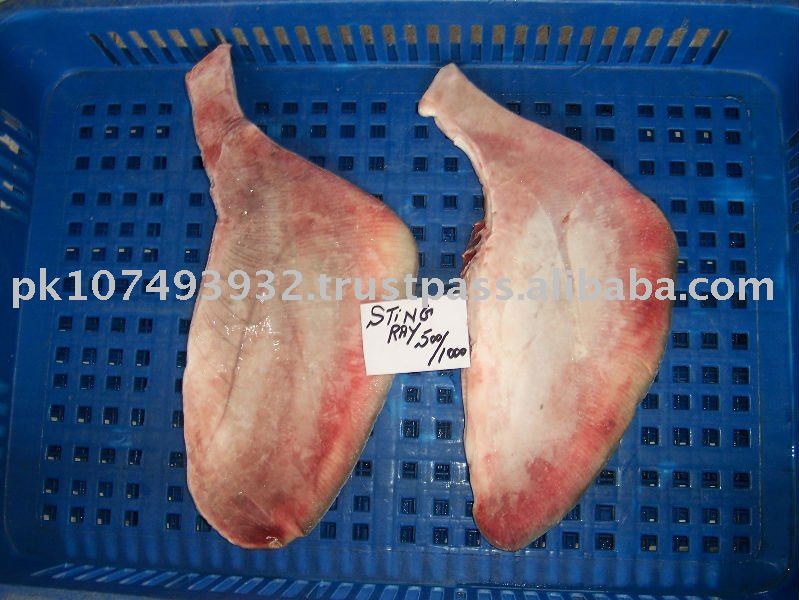 Frozen Sting  Ray   Wing s