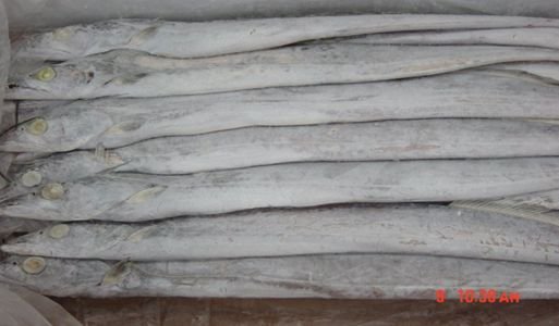 FROZEN RIBBONFISH