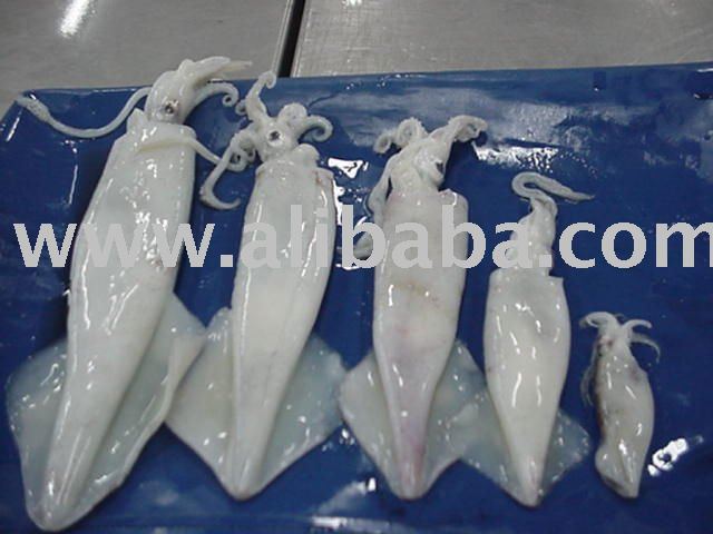 Loligo Squid