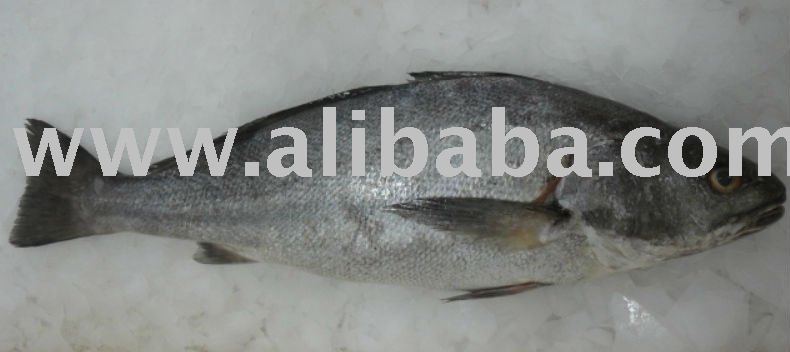 Frozen   whole  Grey croaker