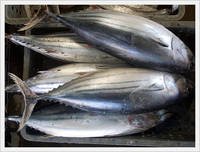 frozen tuna fish