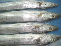 ribbon  fish  avaialble now