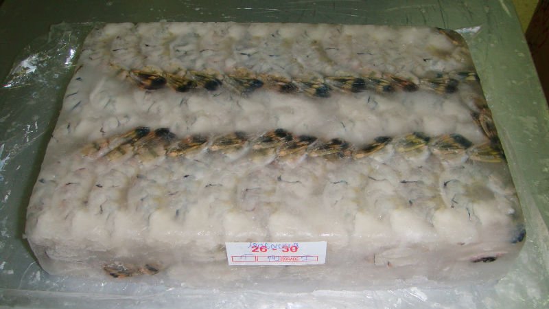 FROZEN PTO BLACK TIGER SHRIMP