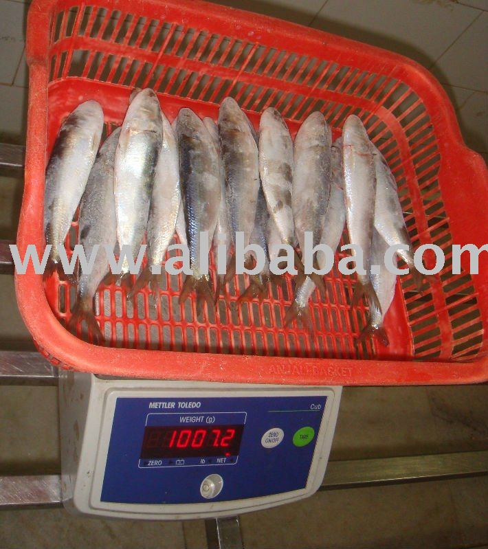SARDINE HGT,   YELLOWFIN TUNA,   SKIPJACK TUNA