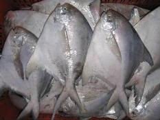 FROZEN SILVER POMFRET WHOLE ROUND