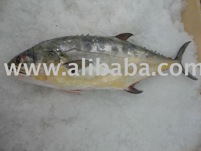 Queen fish Whole