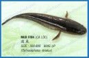 FROZEN SNAKE-HEAD FISH FILLET
