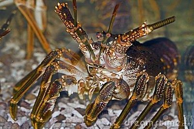 IQF  Frozen   Rock   Lobster s