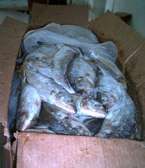 Frozen Horse Mackerel For Sale