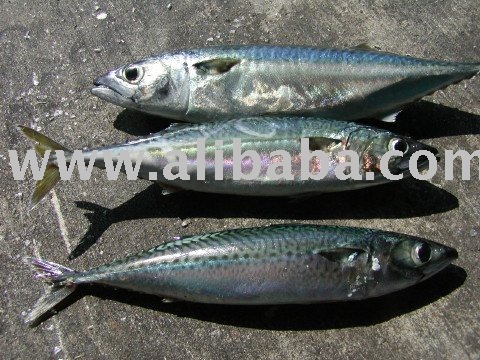 Mackerel for sale