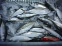 Fresh  Mackerel    fish  for sale