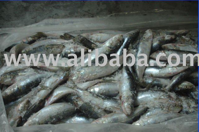 Sardina frozen