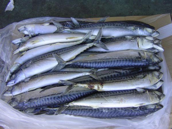 Frozen and fresh Mackerel , Sardine , Anchovy , Tilapia fish and many more