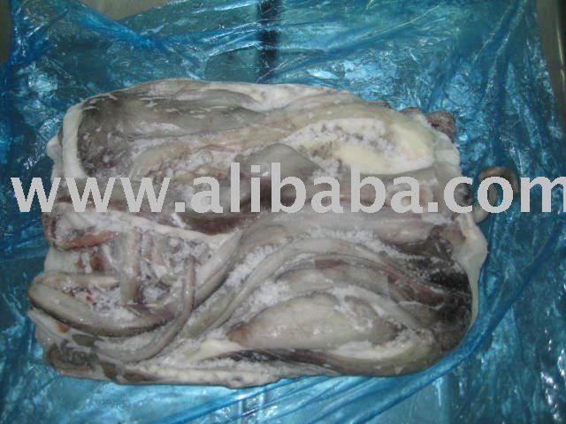 Frozen raw giant squid tentacle