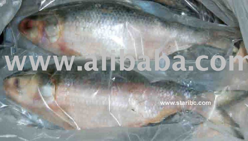 Ilish Fish or Hilsa Shad
