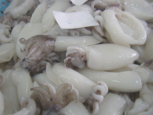 FROZEN BABY CUTTLEFISH