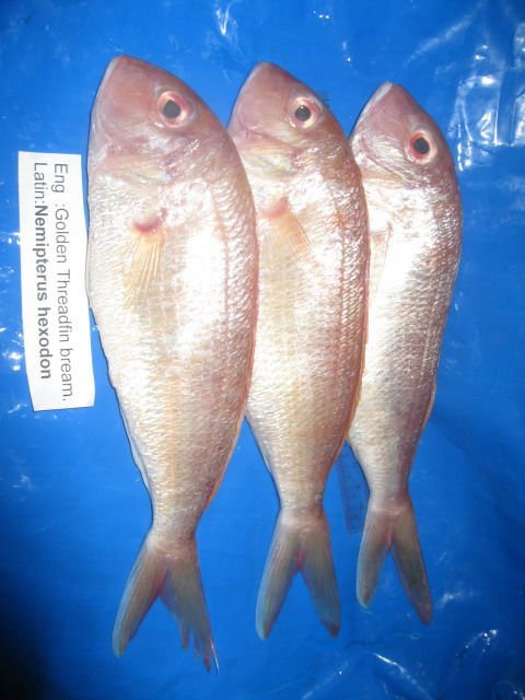 FROZEN WHOLE ROUND THREADFIN BREAM