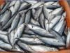 FROZEN BONITO TUNA