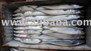 Hrose Mackerel for Sale