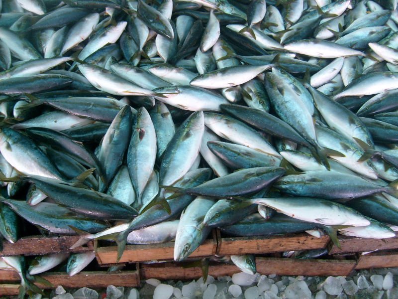 Frozen Yellowtail Fish,korea Busan Cooperative Fish Market Price 