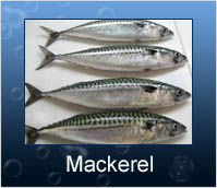 mackerel
