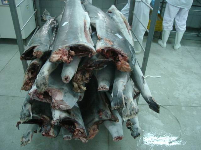 Sailfish