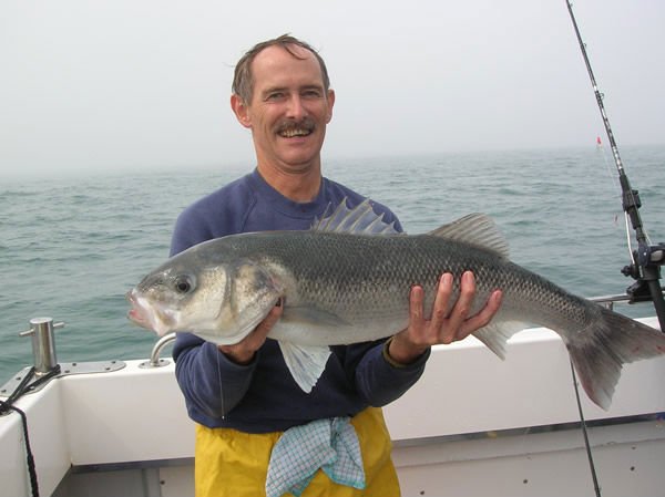 frozen Seabass  fish