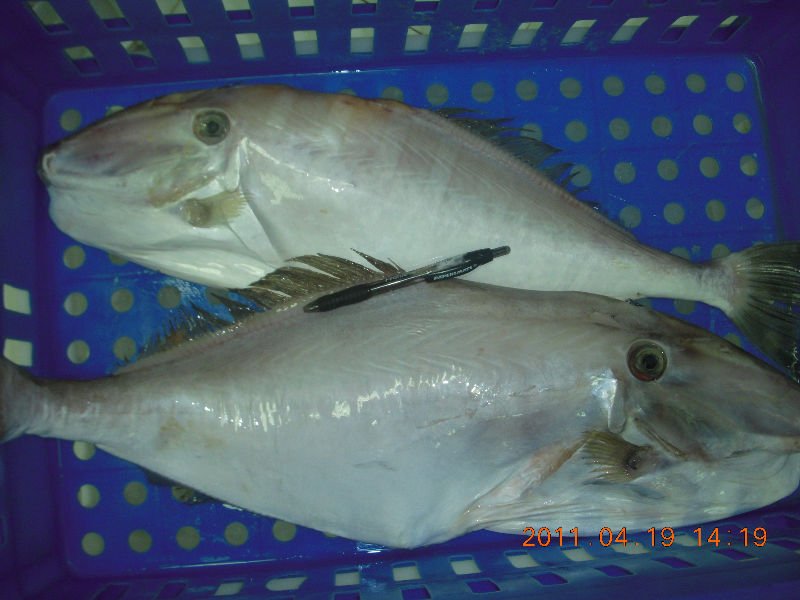 Frozen  leather   fish  fillet iqf